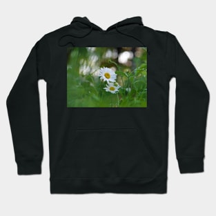 White daisy flower among green grasses with a nice bokeh. Hoodie